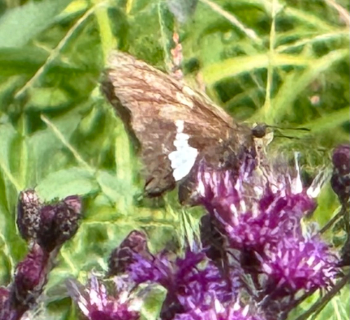 Silver-spotted Skipper