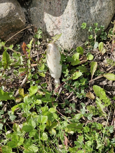 Shaggy Mane