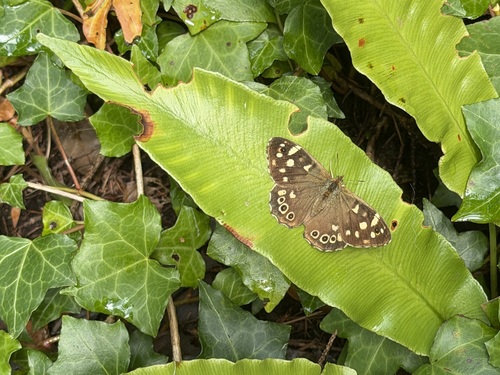 Speckled Wood