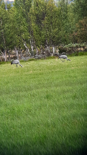 Common Crane