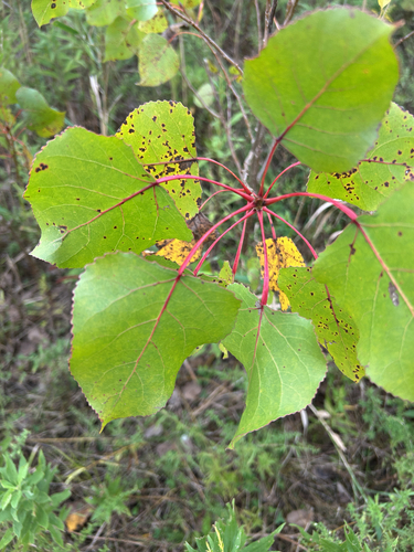 Eastern Cottonwood