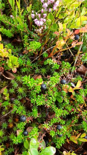 black crowberry