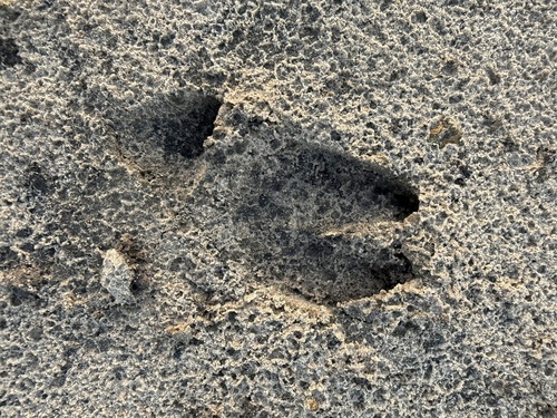 Wild Boar