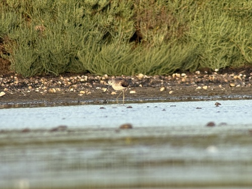 Common Greenshank