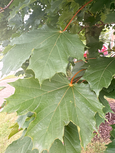 Norway maple