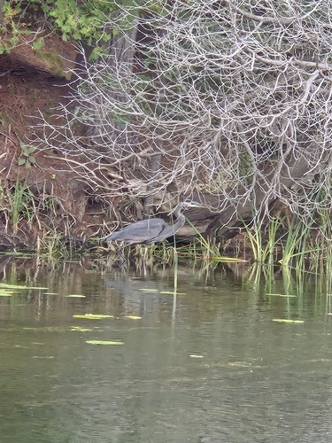 Great Blue Heron