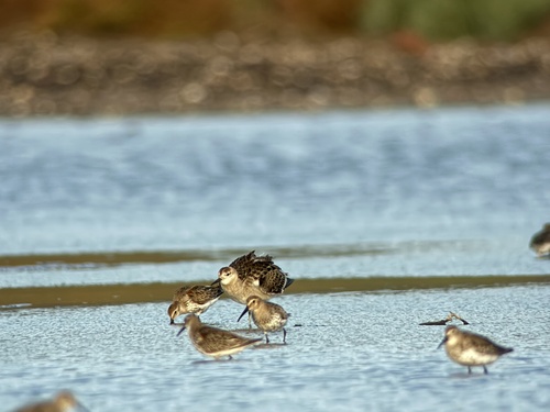 Dunlin