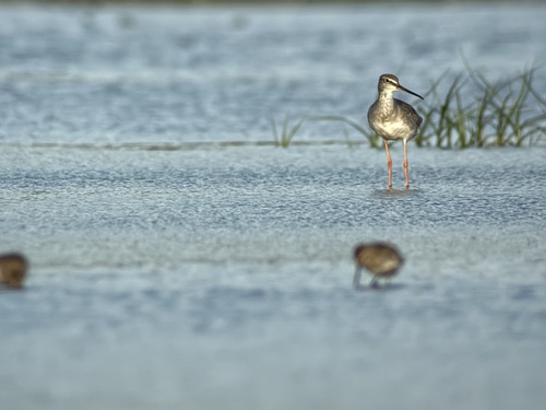 Spotted Redshank