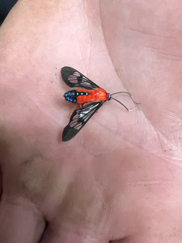 Scarlet-bodied Wasp Moth