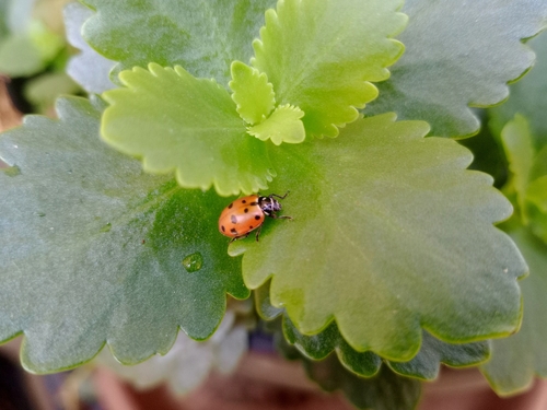 Convergent Lady Beetle