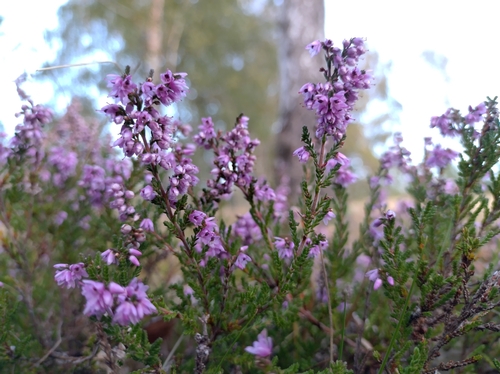 common heather