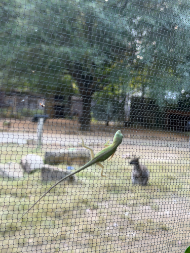 Green Anole