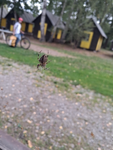 Cross Orbweaver