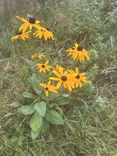 black-eyed Susan
