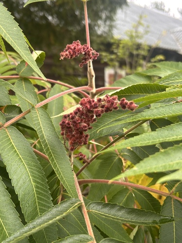 staghorn sumac