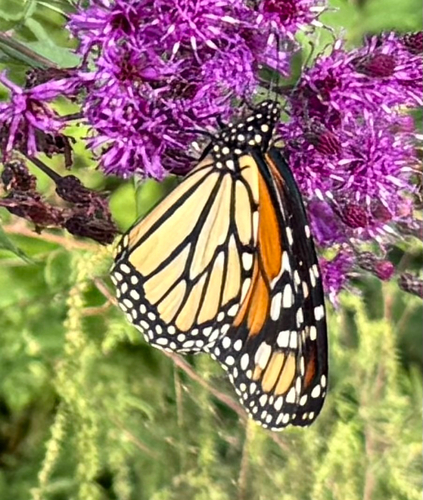 Monarch