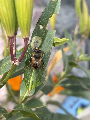 Common Drone Fly