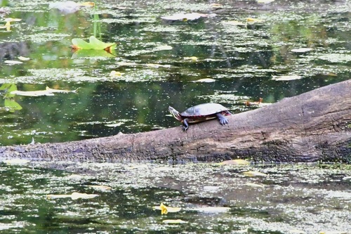 Painted Turtle