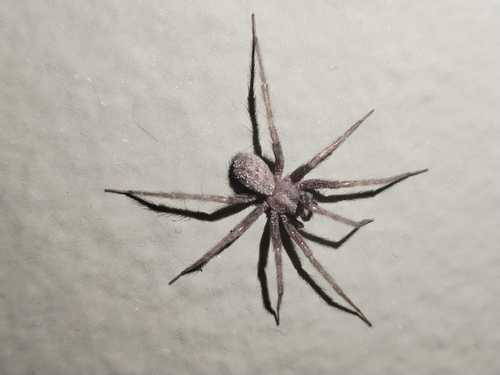 Barn Funnel Weaver