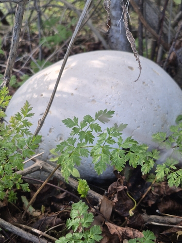 giant puffball
