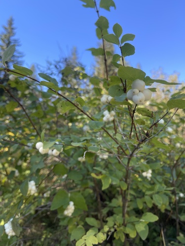 Common Snowberry