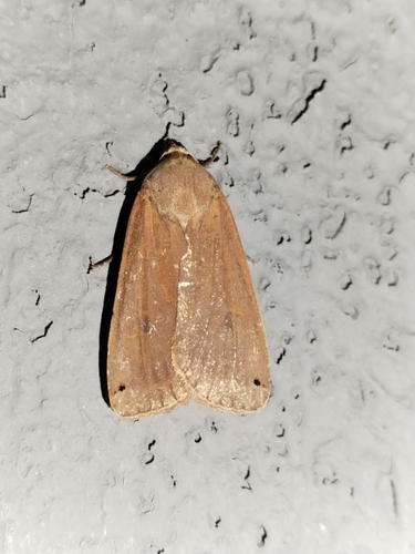Large Yellow Underwing