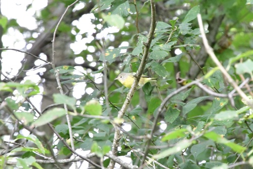 Nashville Warbler