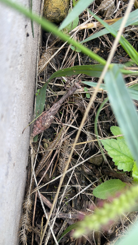 Carolina Mantis