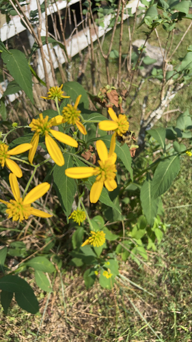 Wingstem