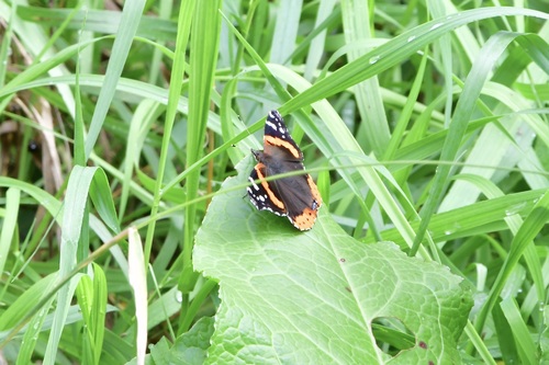 Red Admiral