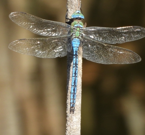 Blue Emperor
