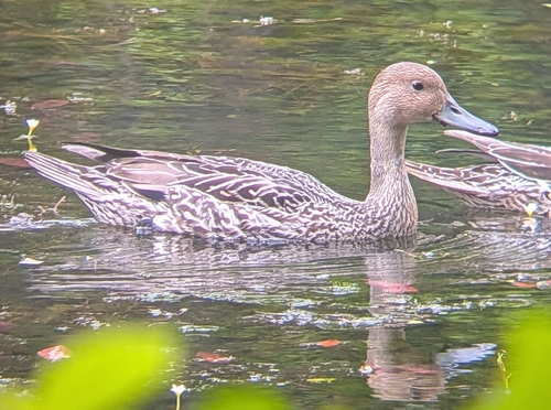 Northern Pintail