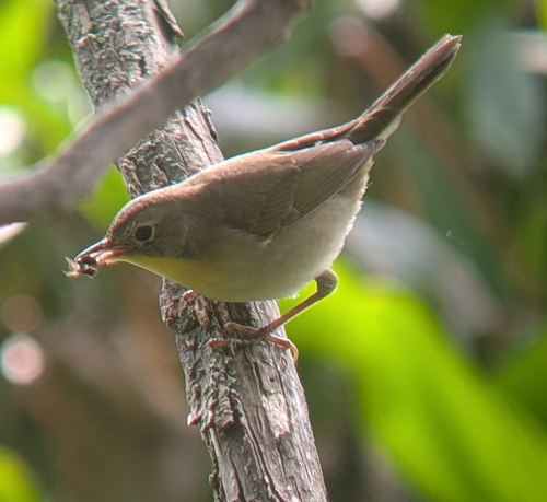 Common Yellowthroat