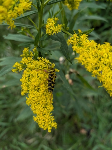 Locust Borer