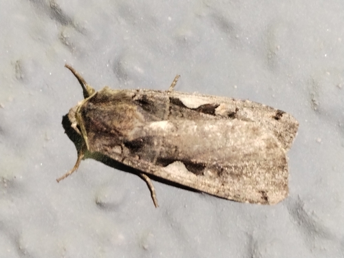 Setaceous Hebrew Character
