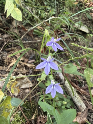 downy lobelia