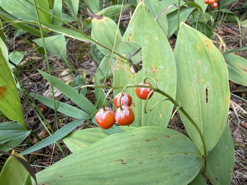 European lily of the valley