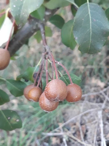 Plymouth Pear