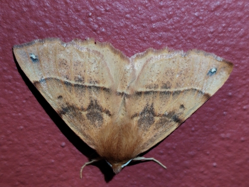 Feathered Thorn