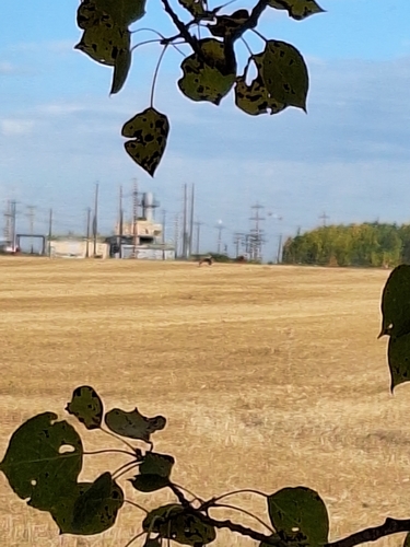 Northern Harrier