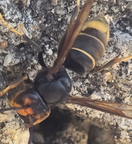 Vespa velutina nigrithorax