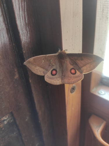 Gamelia abasia · iNaturalist