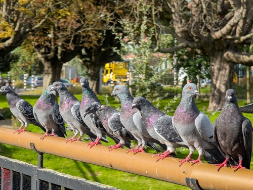 Rock Pigeon