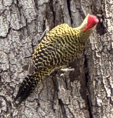 Green-barred Woodpecker