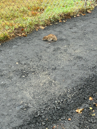 Brown Rat