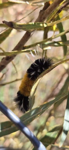 Spotted Tussock Moth