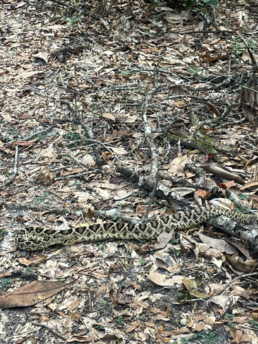 Eastern Diamondback Rattlesnake
