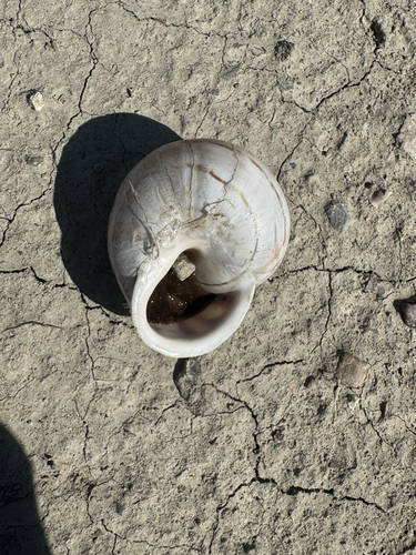 Chocolate-band Snail