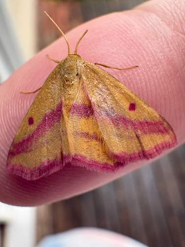 Chickweed Geometer Moth