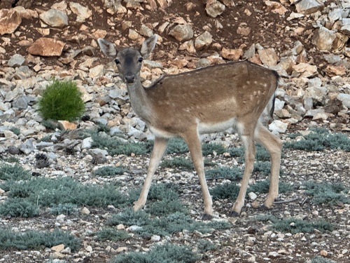 European Fallow Deer